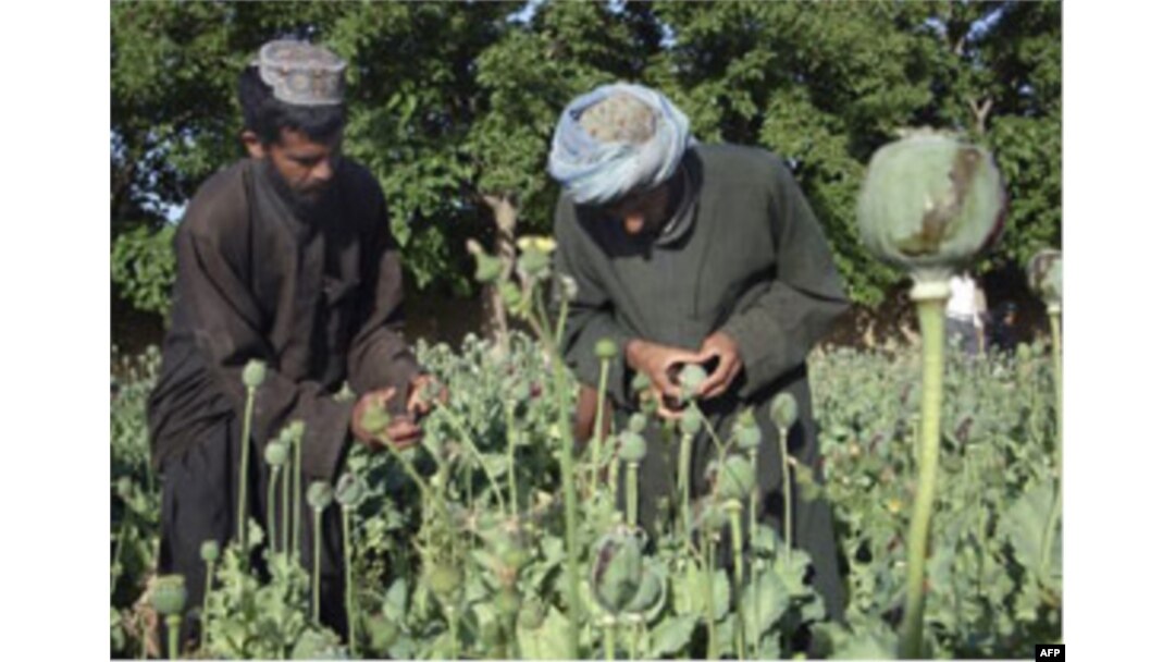 BMT: Afg’onistonda qoradoriga qarshi kurash ustuvor vazifaga aylansin