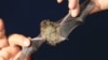 European Bat Population Reportedly on Rise