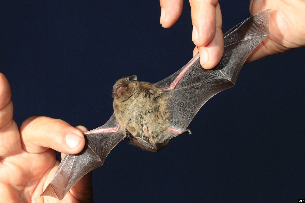 Do Bats Hold the Secret to Long Life?