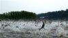 This December 2009 photo shows Illinois River silver carp jumping out of the water after being disturbed by sounds of watercraft. 