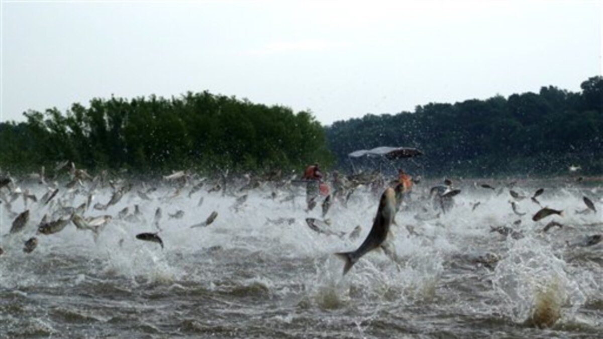 Scientists, Lawmakers Declare War on Invasive Leaping Fish