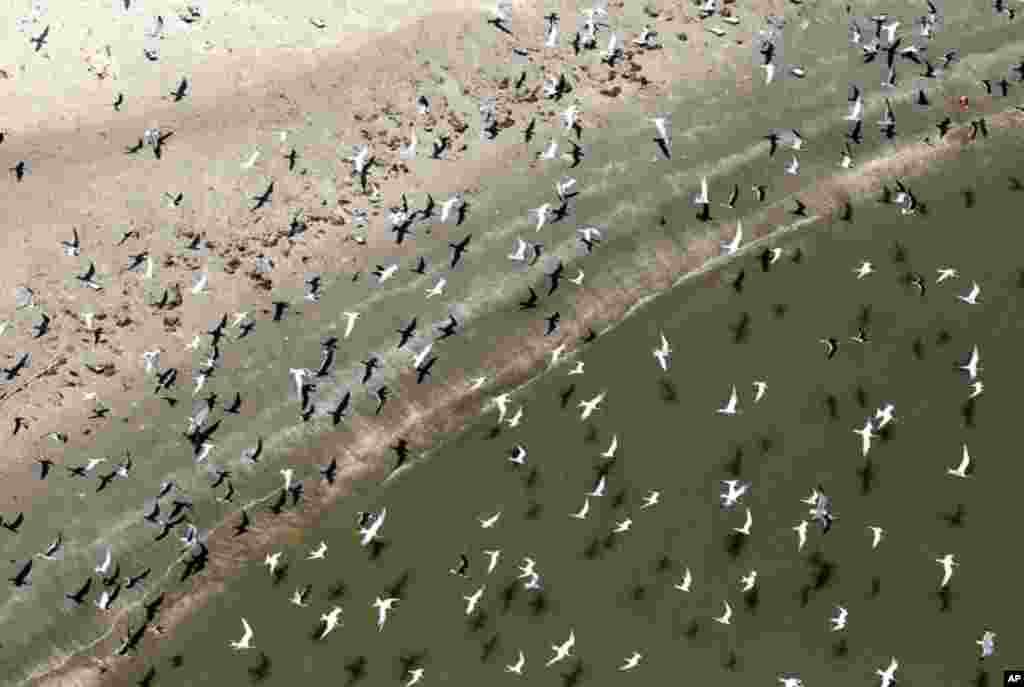 April 21: Flocks of shoreline birds inhabit Raccoon Island, one of several barrier islands threatened by coastal erosion and oil exploration in Louisiana, a year after the BP oil spill. (Reuters)
