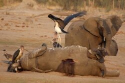 Elephants dying in large numbers in Zimbabwe
