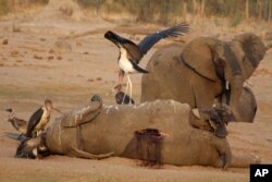 Elephants dying in large numbers in Zimbabwe