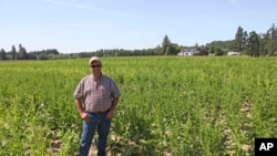 美国奥勒冈州农民罗伯特·博迪站在他的转基因甜菜地里（2014年6月9日）