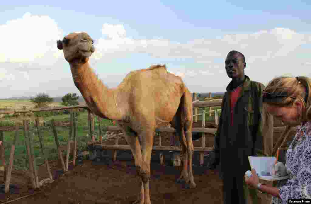 At a ranch near Mpala, Margaret Kinnaird takes notes about a camel sick with trypanosomiasis as the herder manager looks on. (Sharon Deem, Saint Louis Zoo)