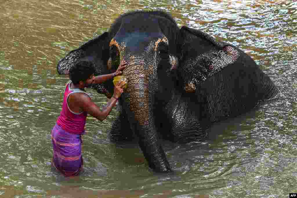 ហ្មដំរីម្នាក់កំពុងមុជទឹកឲ្យដំរីខ្លួននៅទន្លេក្នុងទីក្រុង Pinnawala ដែលមានចម្ងាយ៩៥គីឡូម៉ែតពីទីក្រុង Colombo ប្រទេសស្រីលង្កា។
