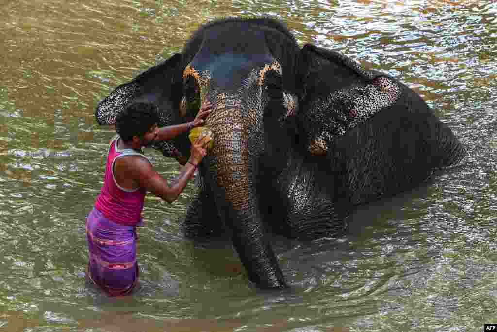 Filni yuvintirayotgan kishi. Shri-Lanka.