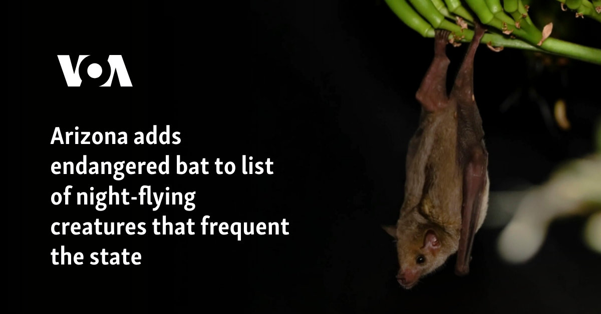 Arizona adds endangered bat to list of night-flying creatures that frequent the state