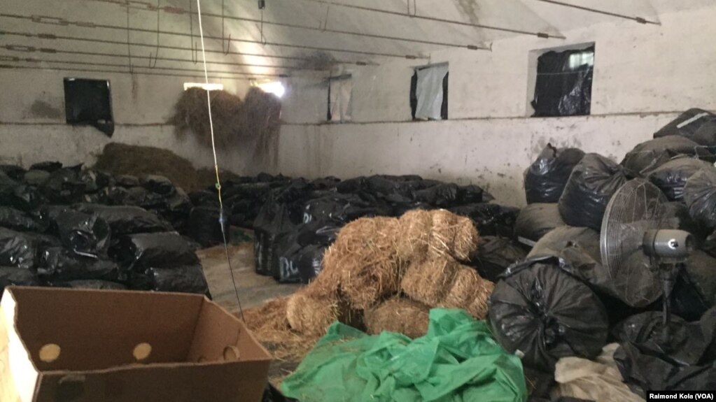 Valë ndëshkimesh në polici pas zbulimit të marijuanës