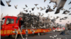 In China, Pigeon Racers Spend Big Money to Get Winning Birds