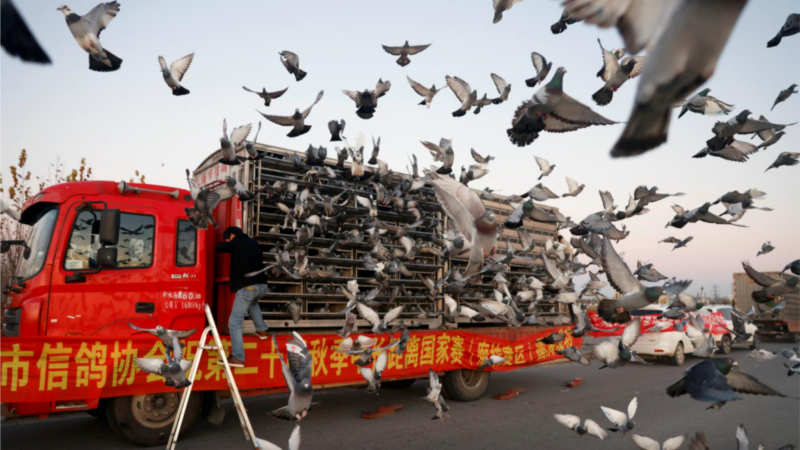 In China, Pigeon Racers Spend Big Money to Get Winning Birds