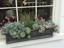 This undated image provided by Matthew Pottage shows drought-tolerant succulents in a window box in London. (Matthew Pottage via AP)