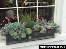 This undated image provided by Matthew Pottage shows drought-tolerant succulents in a window box in London. (Matthew Pottage via AP)