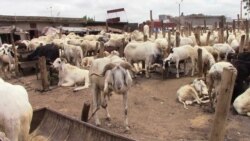 Trêve de deux semaines pour permettre aux Maliens de préparer la fête de Tabaski