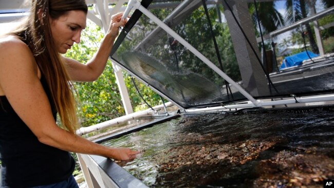 Kira Hughes, a coral researcher at the University of Hawaii's Institute of Marine Biology, looks at coral growing in a tank at a lab in Kaneohe, Hawaii on Friday, Oct. 1, 2021. (AP Photo/Caleb Jones)