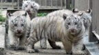 Thailand's 10-year Tiger Protection Plan Has Mixed Results