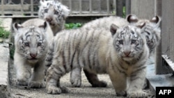 FILE - Two-month-old white tiger cubs play on the ground at the Tobu Zoo in Miyashiro, in Saitama prefecture, north of Tokyo, April 19, 2015. Two wildlife groups said the tiger population worldwide has grown, the first time in a century.