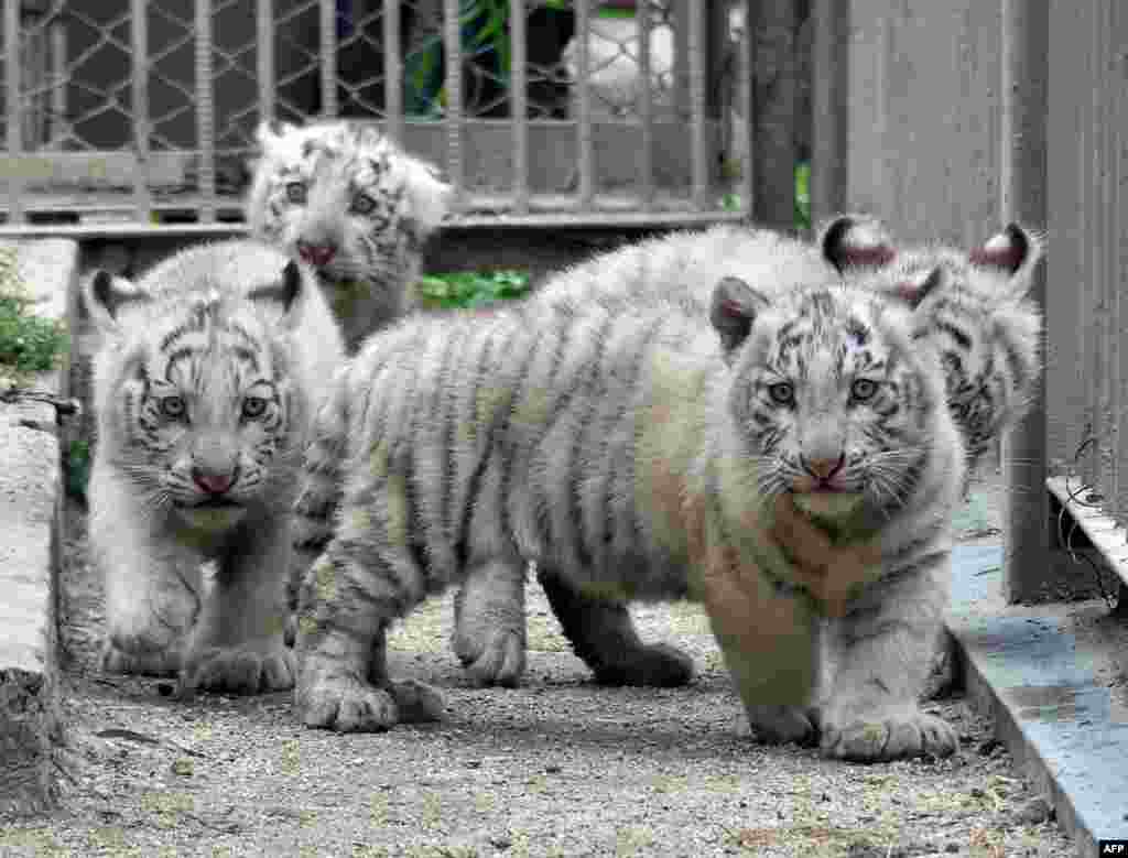 Two-month-old white tiger cubs play on the ground at the Tobu Zoo in Miyashiro, in Saitama prefecture, north of Tokyo, Japan.