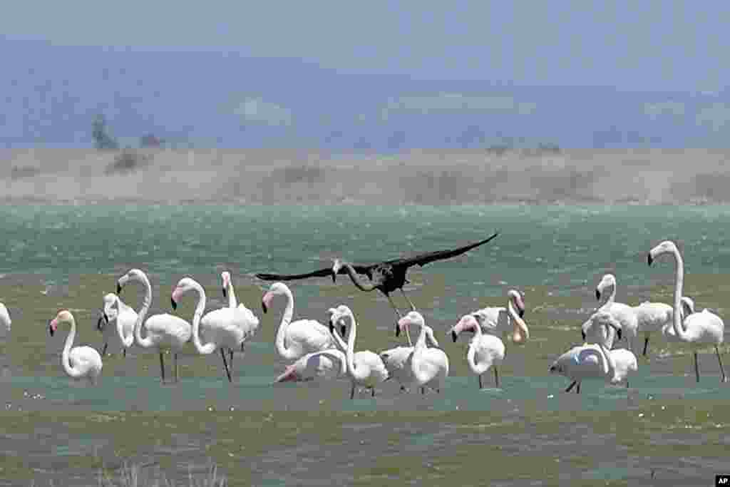 A rare black flamingo fles among white flamingos at a salt lake at the Akrotiri area near costal city of Limassol, Cyprus.