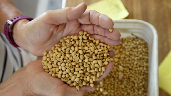 美国北达科他州科尔法克斯市，凡妮莎·库默在自家农场检查2018年大豆的质量（2019年8月6日）。