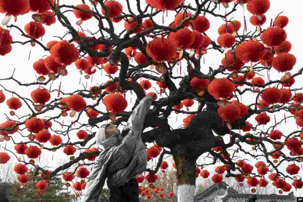 A child jumps to touch lanterns hung on a tree ahead of the Chinese Lunar New Year celebrations in Beijing.