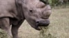 World's Last Male Northern White Rhino Dies