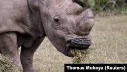 Sudan is the last living northern white rhino. He is now listed on Tinder, a dating app. 