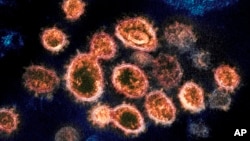 FILE - This 2020 electron microscope image provided by the National Institute of Allergy and Infectious Diseases - Rocky Mountain Laboratories shows SARS-CoV-2 virus particles, which cause COVID-19.