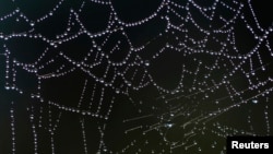 Dew drops glitter on a spider web in Vertou near Nantes, France, Oct. 28, 2014.