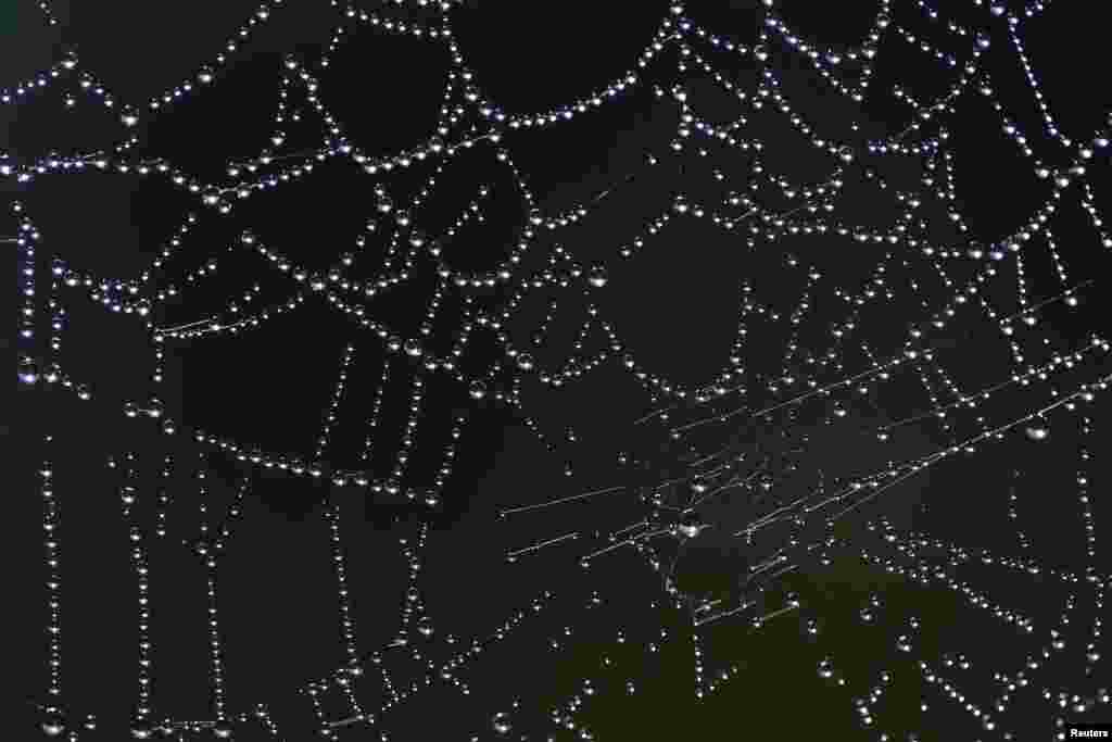 Những giọt sương long lanh trên một mạng nhện ở Vertou gần thành phố Nantes, Pháp. 