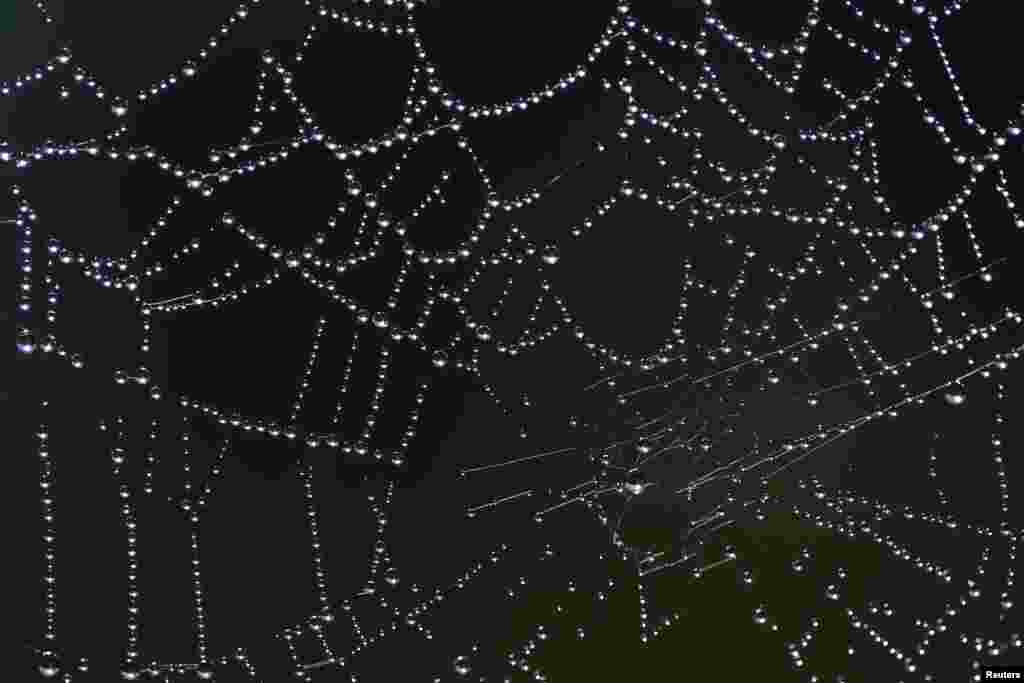 Tiny drops of water shine on a spider web in Vertou near Nantes, France.