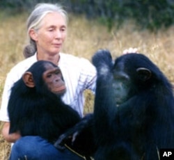 World renowned primate expert Jane Goodall believes using chimpanzees in medical research is "morally wrong and unacceptable".