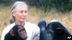 World renowned primate expert Jane Goodall believes using chimpanzees in medical research is "morally wrong and unacceptable".