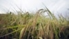 Hai nhà nghiên cứu TQ bị buộc tội âm mưu lấy cắp công nghệ lúa gạo của Mỹ
