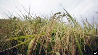 Bang Arkansas, Mỹ, là nơi có nhiều cánh đồng lúa gạo