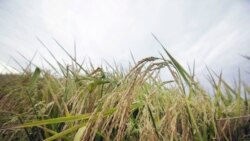 Quiz - Scientists Say Genetically Modified Rice Can Prevent HIV