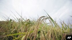 美國阿肯色州艾麗西亞附近的一塊水稻田（2011年9月22日）