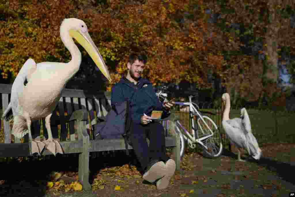 A pelican shares a bench with a cyclist in St James&#39;s Park in London, Nov. 17, 2021.