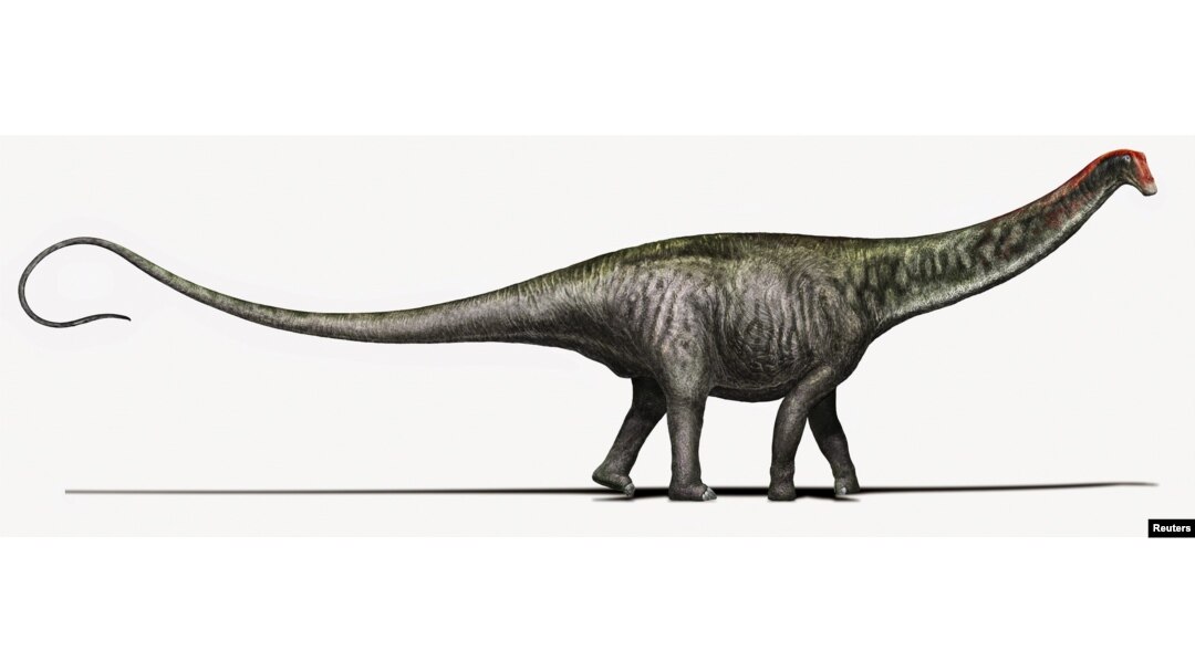 An artist's rendering of a Brontosaurus as researchers see it today, with a Diplodocus-like head is seen in this undated handout courtesy of Davide Bonadonna in Milan, Italy.