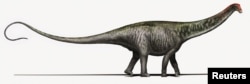 An artist's rendering of a Brontosaurus as researchers see it today, with a Diplodocus-like head is seen in this undated handout courtesy of Davide Bonadonna in Milan, Italy.