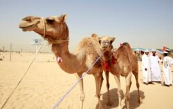 Unta terlihat saat penonton mengajukan tawaran mereka selama "Kontes Kecantikan Unta dan Festival Balap Unta" di Ajman 24 Februari 2010. (Foto: REUTERS/Jumana ElHeloueh)