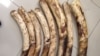 Polícia de Moçambique detém cinco estrangeiros com pontas de marfim