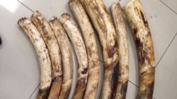 Autoridades moçambicanas procuram "donos" de uma tonelada de pontas de marfim