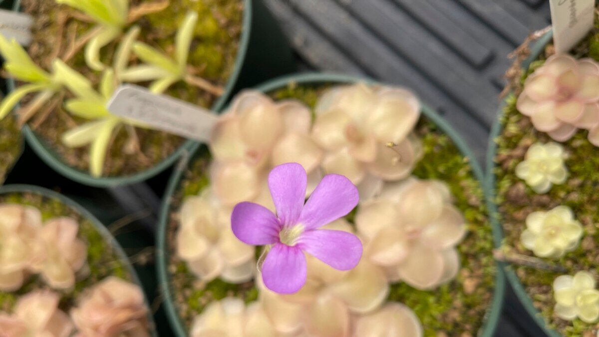 Popular Houseplants for 2022