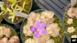 This undated image provided by California Carnivores shows a butterwort (Pinguicula cyclosecta) plant in bloom. (California Carnivores via AP)