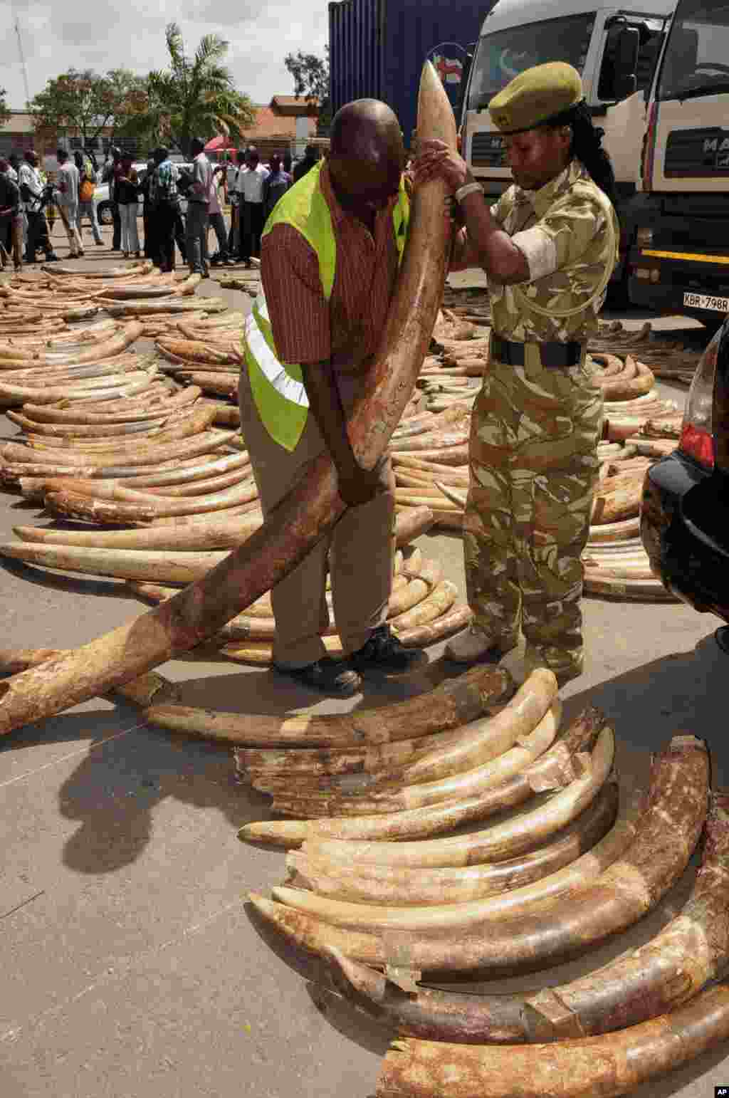 Kenya Wildlife Service officers hold an elephant ivory tusk, as they are displayed outside the Port of Mombasa's police station, Kenya, July 9, 2013. 