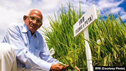 50 Years Of IR8: A Tribute To The 'Miracle Rice' That, 49% OFF