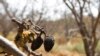 Almond yang membusuk di pohon yang mati akibat kekeringan di kebun almond di Newman, California, 21 Juli 2015. (AP/Rich Pedroncelli, File)