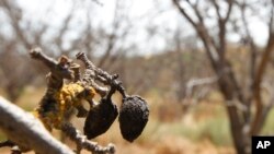 Almond yang membusuk di pohon yang mati akibat kekeringan di kebun almond di Newman, California, 21 Juli 2015. (AP/Rich Pedroncelli, File)